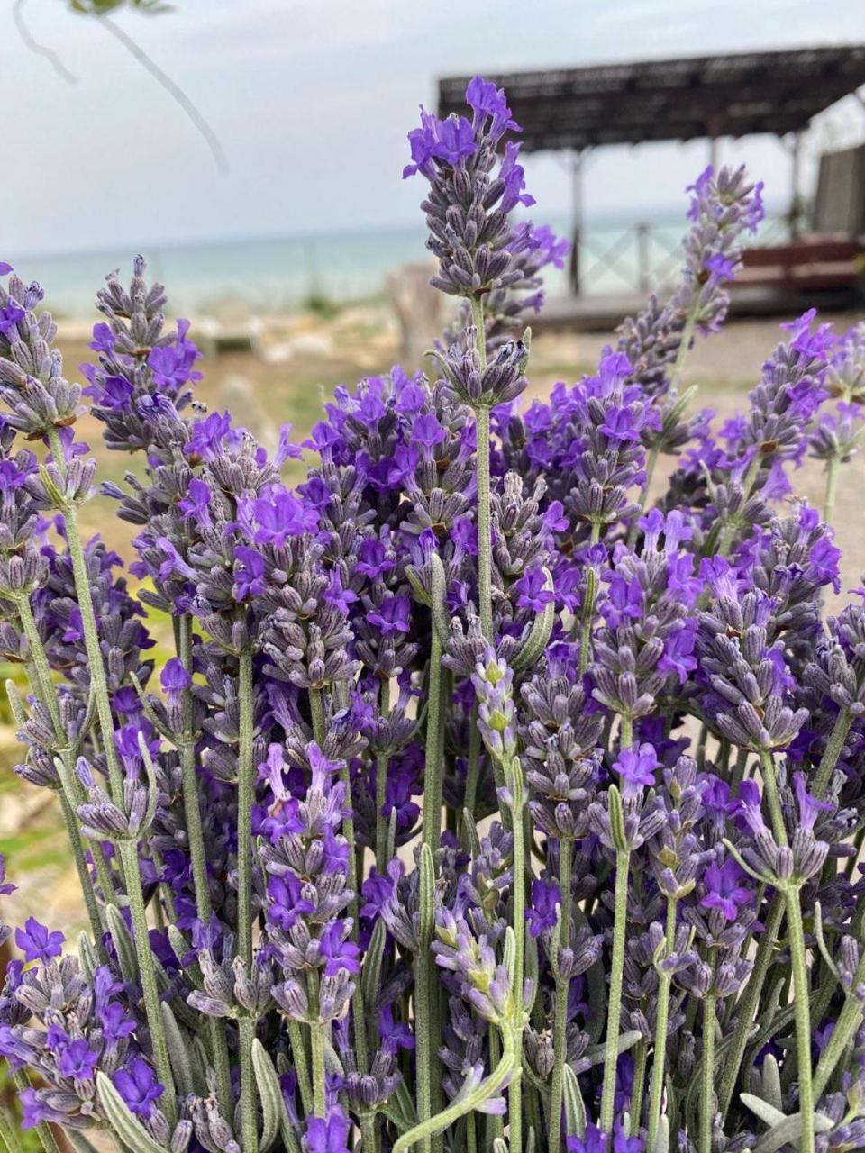 Bukhta Apart otel Vapniarka Dış mekan fotoğraf